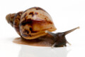 Lissachatina reticulata juvenil